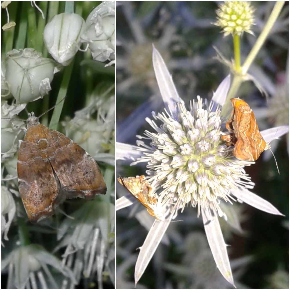 Choreutis nemorana (Choreutidae)?